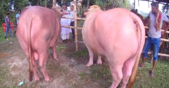 নজর কাড়ছে গোলাপি রঙের মহিষ