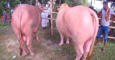 নজর কাড়ছে গোলাপি রঙের মহিষ