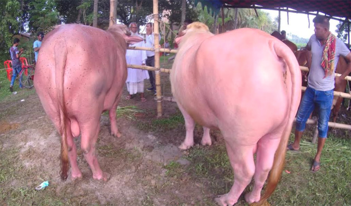 নজর কাড়ছে গোলাপি রঙের মহিষ