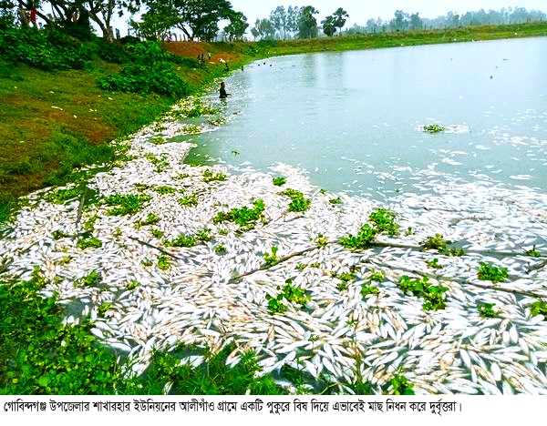 দুর্বৃত্তদের দেয়া বিষে নিধন পুকুরের মাছ