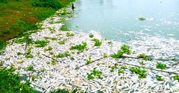 গোবিন্দগঞ্জে পুকুরে বিষ দিয়ে মাছ নিধন, মামলা