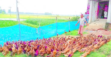 তিন মাস হাঁস পালনে লাখপতি ওঁরা
