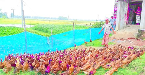 তিন মাস হাঁস পালনে লাখপতি ওঁরা
