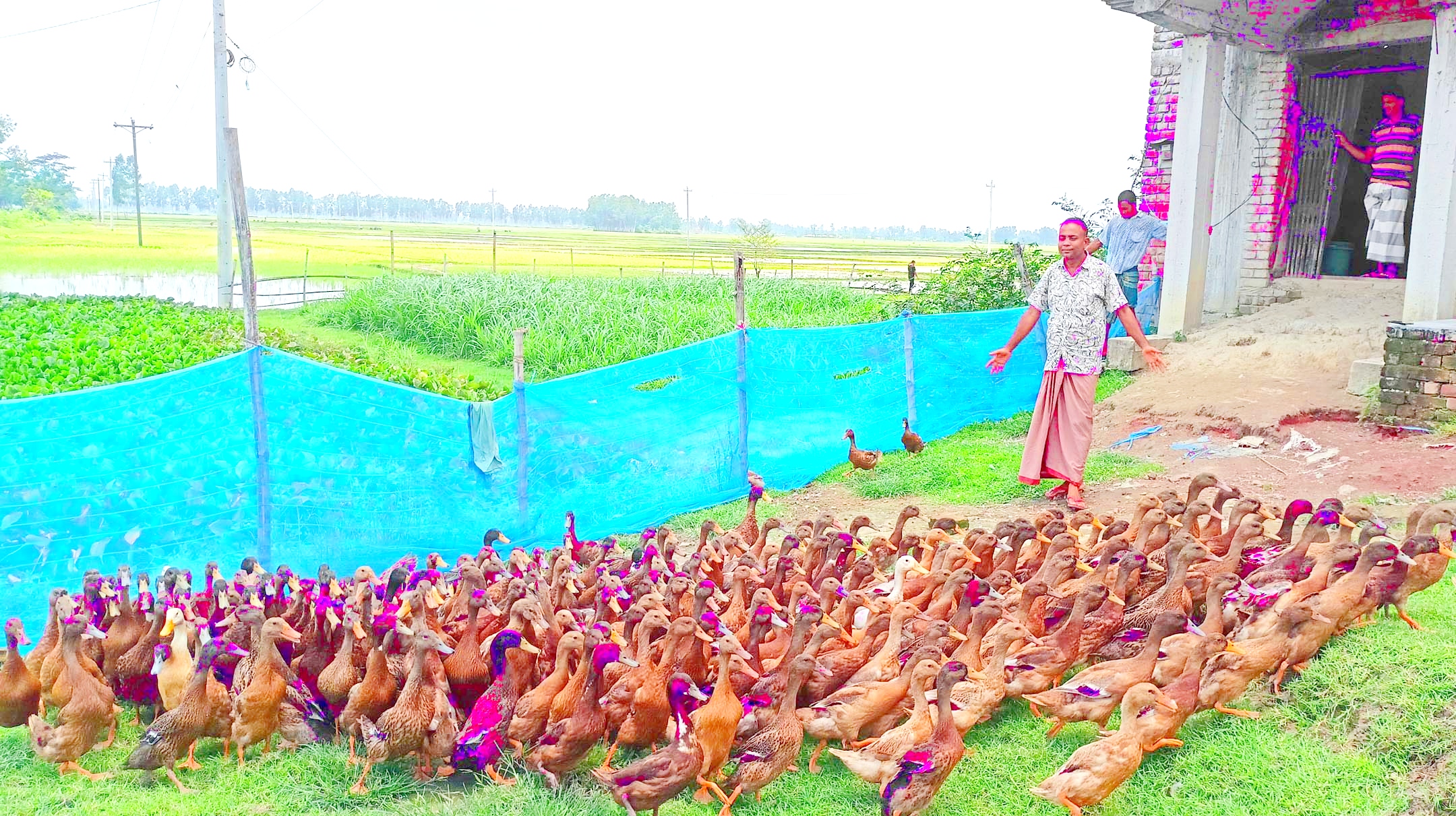 তিন মাস হাঁস পালনে লাখপতি ওঁরা