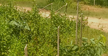 বাহুবলে রুপাইছড়া রাবার বাগানে চারা গাছ কেটে ক্ষতিসাধন