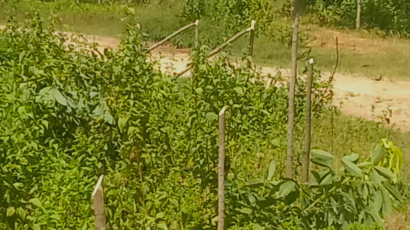 বাহুবলে রুপাইছড়া রাবার বাগানে চারা গাছ কেটে ক্ষতিসাধন