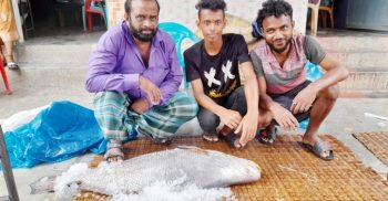 জালে আটকা ১৯ কেজির ভোল মাছ, বিক্রি প্রায় ২ লাখ টাকায়