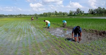 লাখাইয়ে রোপা আমন চাষে ব্যস্ত কৃষক