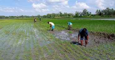 লাখাইয়ে রোপা আমন চাষে ব্যস্ত কৃষক