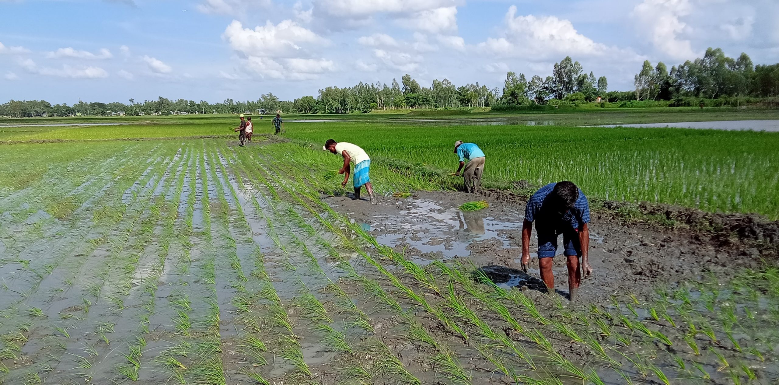 লাখাইয়ে রোপা আমন চাষে ব্যস্ত কৃষক