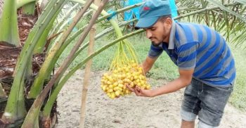 !সৌদির খেজুর চাষ হচ্ছে নাটোরে!