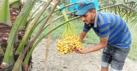 ‌‌‌‌!সৌদির খেজুর চাষ হচ্ছে নাটোরে!