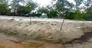 পলাশবাড়ীতে অবৈধভাবে বালু উত্তোলন থেমে নেই