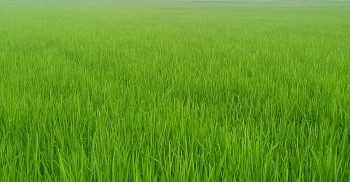 লাখাইয়ে রোপা আমনের বাম্পার ফলন কৃষকের মুখে হাসি