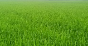 লাখাইয়ে রোপা আমনের বাম্পার ফলন কৃষকের মুখে হাসি