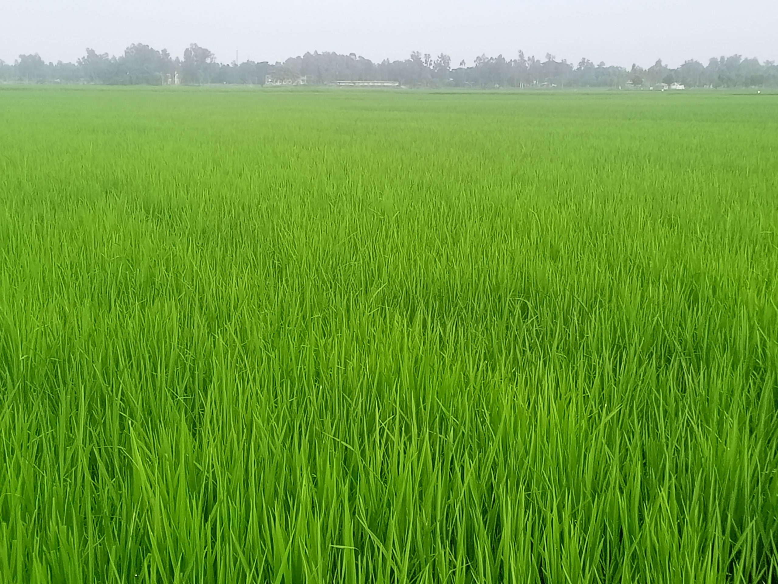 লাখাইয়ে রোপা আমনের বাম্পার ফলন কৃষকের মুখে হাসি