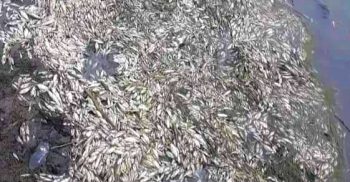লাখাইয়ে শিল্পকারখানার দূষিত বর্জ্যে মরল মাছ