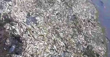 লাখাইয়ে শিল্পকারখানার দূষিত বর্জ্যে মরল মাছ