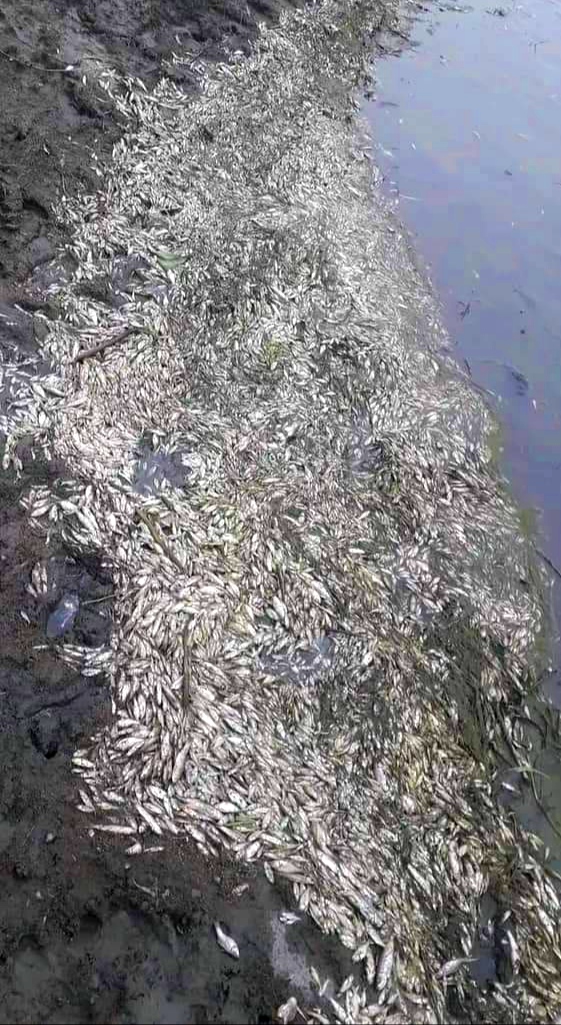 লাখাইয়ে শিল্পকারখানার দূষিত বর্জ্যে মরল মাছ