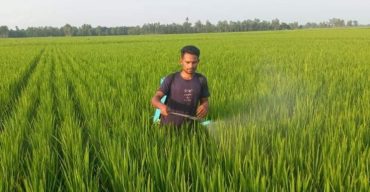 লাখাইয়ে রোপা আমনে মাজরা পোকার আক্রমণে কৃষকগন ফলন নিয়ে শংকায়