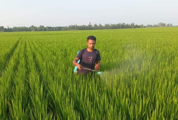 লাখাইয়ে রোপা আমনে মাজরা পোকার আক্রমণে কৃষকগন ফলন নিয়ে শংকায়