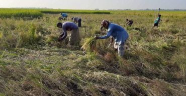 লাখাইয়ে আগাম রোপা আমন ধান কাটা শুরু কৃষকের মুখে হাসি