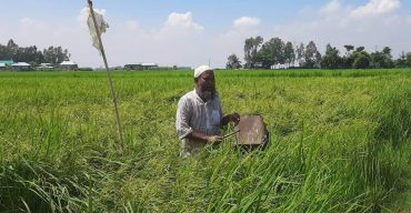 লাখাইয়ে রোপা আমন ধানে ঝাঁকে ঝাঁকে পাখী ফসল রক্ষায় দিশেহারা কৃষক