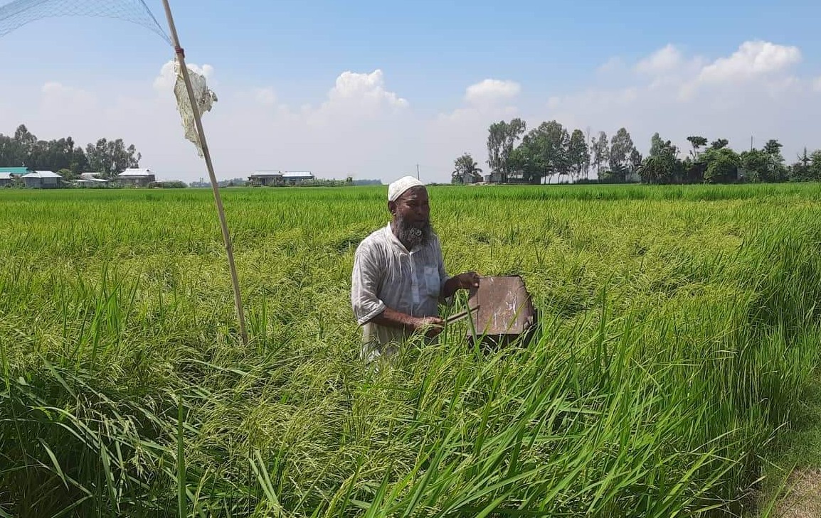 লাখাইয়ে রোপা আমন ধানে ঝাঁকে ঝাঁকে পাখী ফসল রক্ষায় দিশেহারা কৃষক