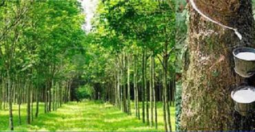 উৎপাদে নতুনত্বের মুখে বাহুবলের রুপাইছড়া রাবার বাগান