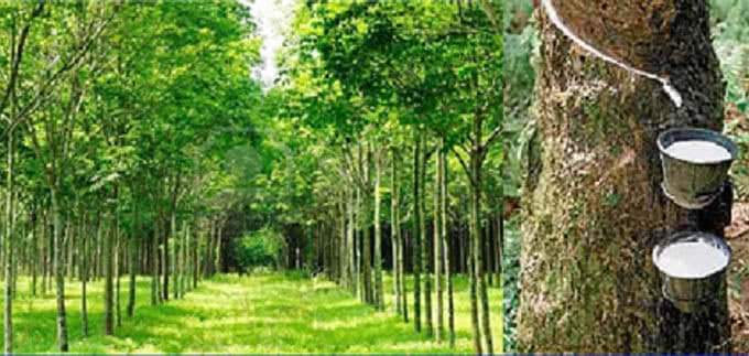 উৎপাদে নতুনত্বের মুখে বাহুবলের রুপাইছড়া রাবার বাগান