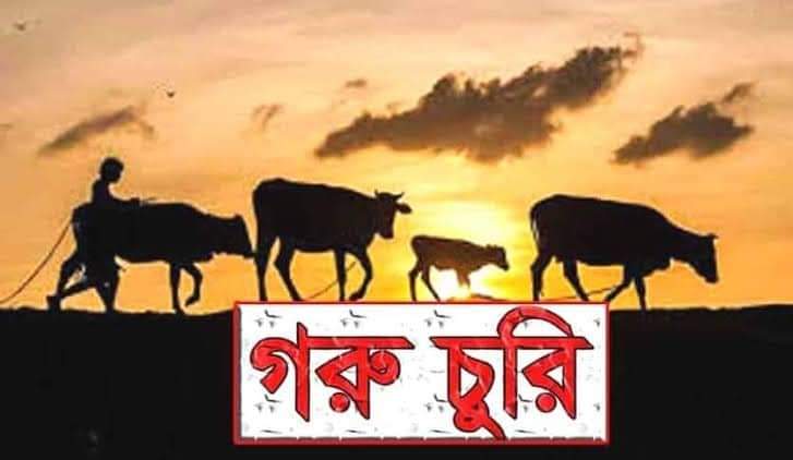 বড় ভাইয়ের গরু চুরির ঘটনায় ছোট ভাই জেল হাজতে