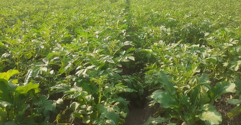 আগাম আলুর ক্ষেতে সবুজ পাতা দোল খাচ্ছে বাতাসে