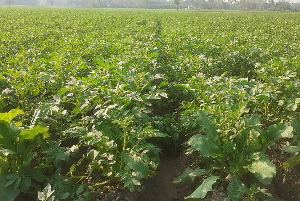 আগাম আলুর ক্ষেতে সবুজ পাতা দোল খাচ্ছে বাতাসে