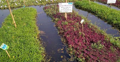 গাইবান্ধায় খাল-বিলে ভাসমান পদ্ধতিতে চাষাবাদ