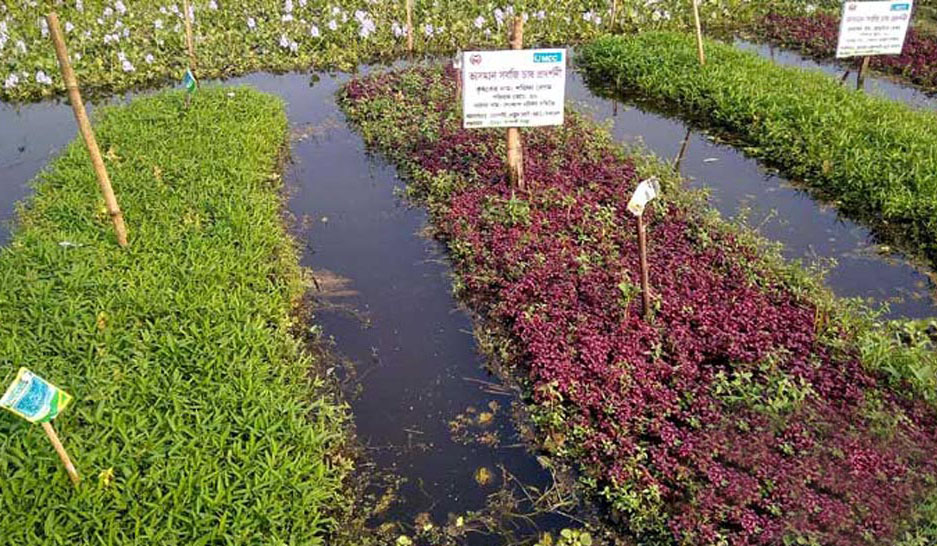 গাইবান্ধায় খাল-বিলে ভাসমান পদ্ধতিতে চাষাবাদ