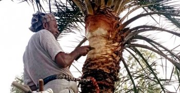 খেজুর গাছ প্রস্তুত করতে ব্যস্ত দুপচাঁচিয়ার গাছিরা