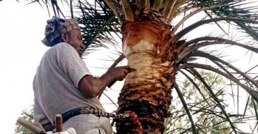 খেজুর গাছ প্রস্তুত করতে ব্যস্ত দুপচাঁচিয়ার গাছিরা