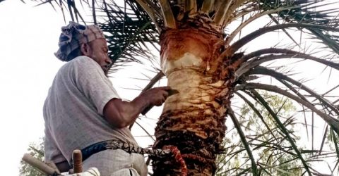 খেজুর গাছ প্রস্তুত করতে ব্যস্ত দুপচাঁচিয়ার গাছিরা