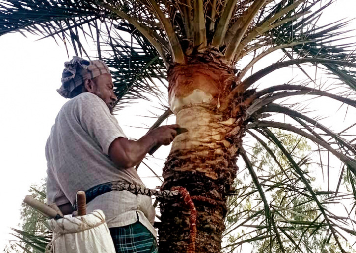 খেজুর গাছ প্রস্তুত করতে ব্যস্ত দুপচাঁচিয়ার গাছিরা