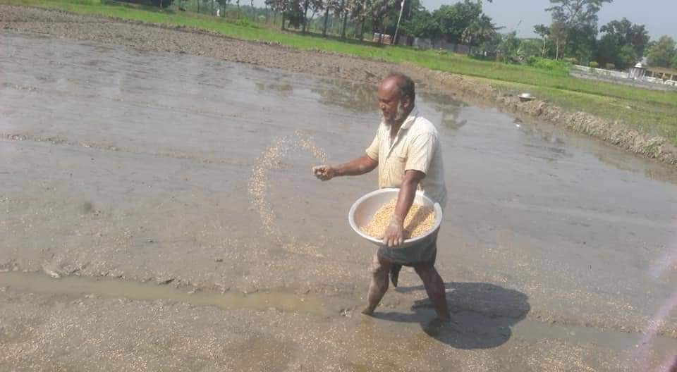 লাখাইয়ে বীজতলা তৈরীর কাজে ব্যস্ত কৃষক