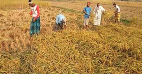 গাইবান্ধায় আমনের বাম্পার ফলনে কৃষকের মুখে হাসি