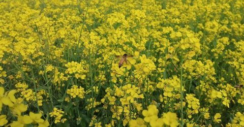 কম খরচে বেশি লাভ, কুড়িগ্রামে লক্ষ্যমাত্রার থেকে বেশি সরিষার আবাদ