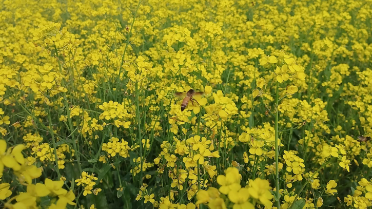 কম খরচে বেশি লাভ, কুড়িগ্রামে লক্ষ্যমাত্রার থেকে বেশি সরিষার আবাদ