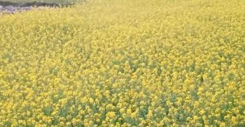 লাখাইয়ে সরিষা চাষে আগ্রহ বাড়ছে কৃষকের, ফলে লক্ষ্যমাত্রা ছাড়িয়ে লাখাইয়ে