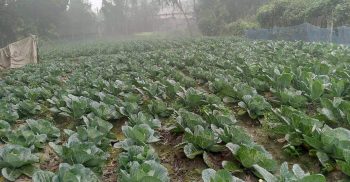 লাখাইয়ে মৌসুমী সবজী চাষে লাভবান ফরিদ উদ্দীন