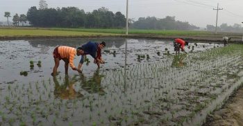 লাখাইয়ে বোর ধান রোপণ শুরু