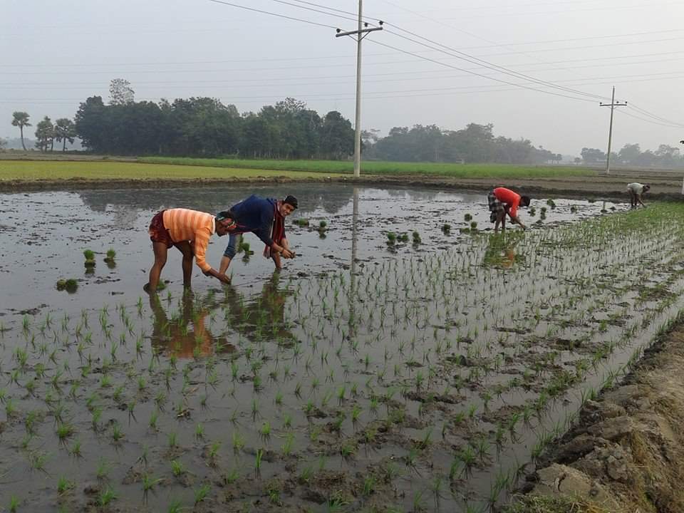 লাখাইয়ে বোর ধান রোপণ শুরু