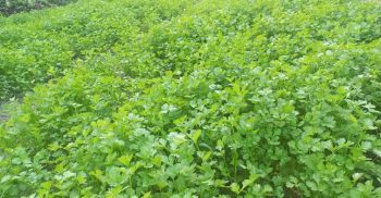 লাখাইয়ে ধনিয়াপাতা চাষে লাভবান শাহীন