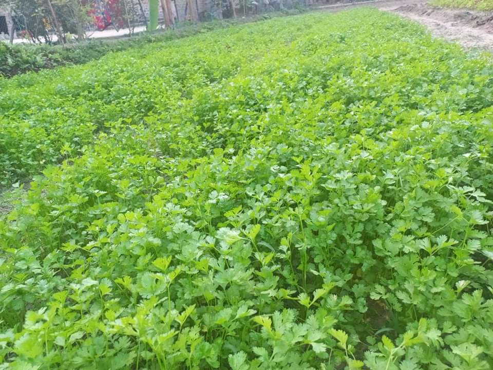 লাখাইয়ে ধনিয়াপাতা চাষে লাভবান শাহীন