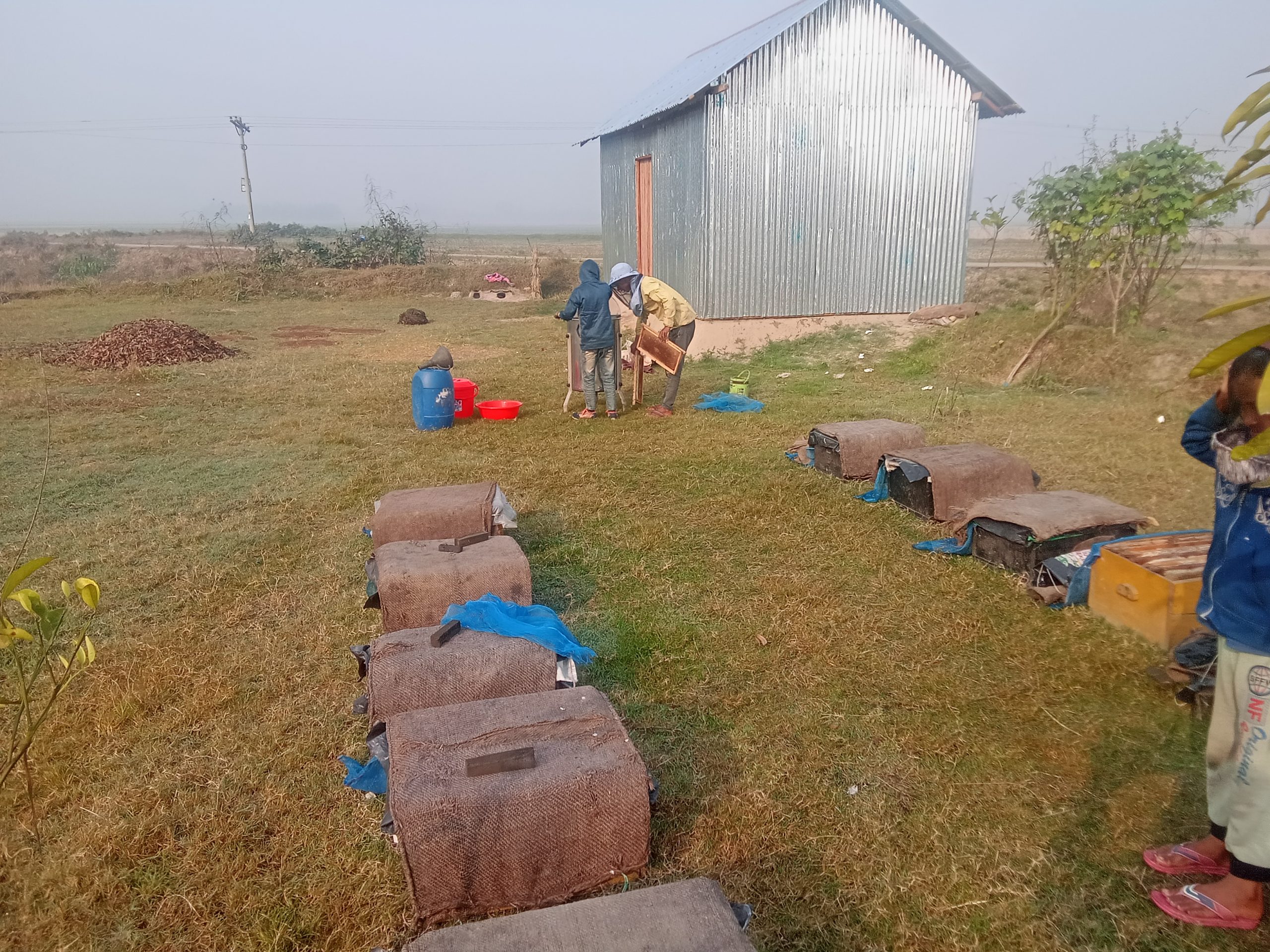 লাখাইয়ে সরিষা ফুলের মধু সংগ্রহ শুরু, স্বাবলম্বি ছুরত আলী